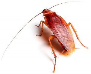 office pest control Pietermaritzburg