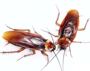 commercial pest control services